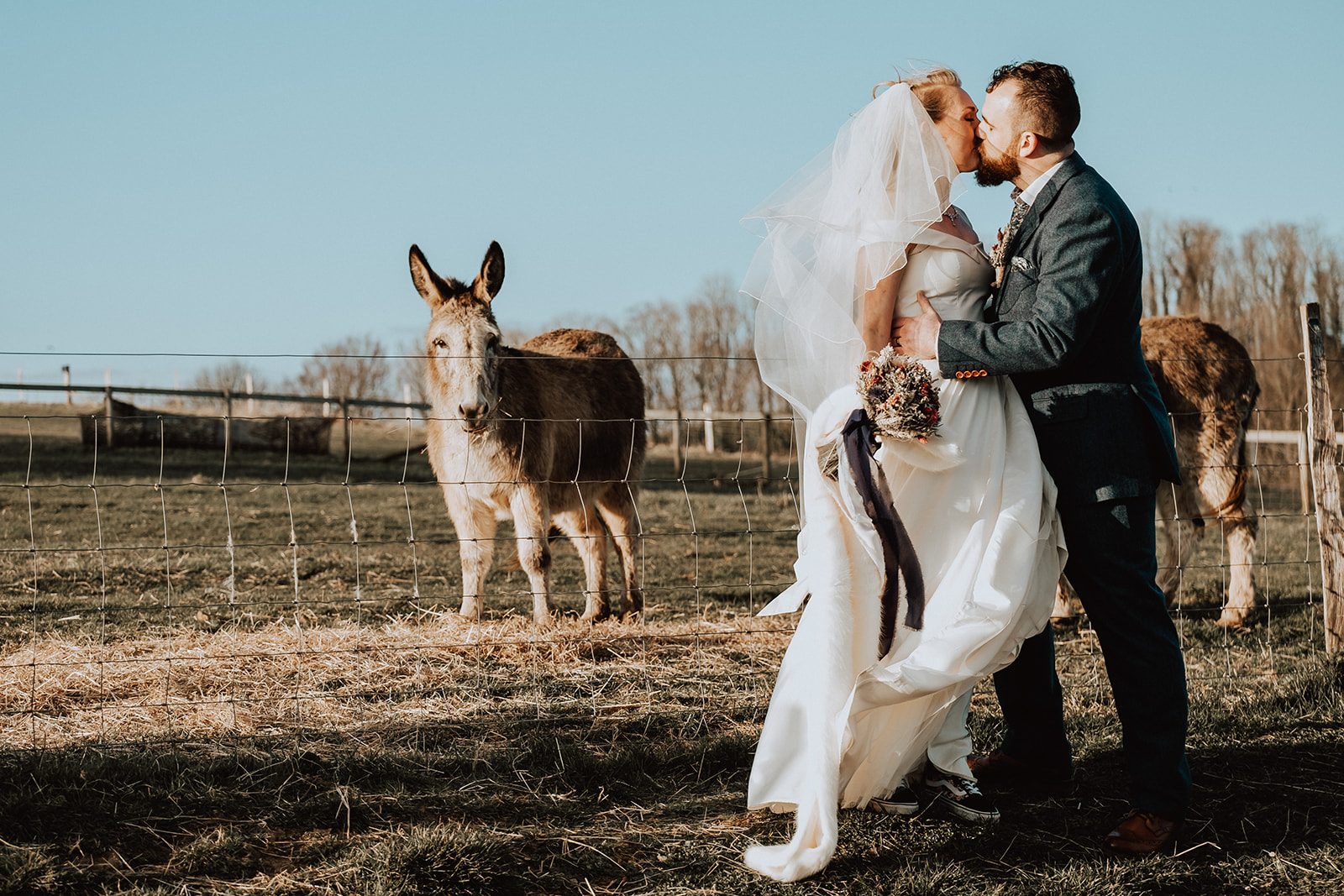 Alice and Christopher kissing beside a field of donkeys